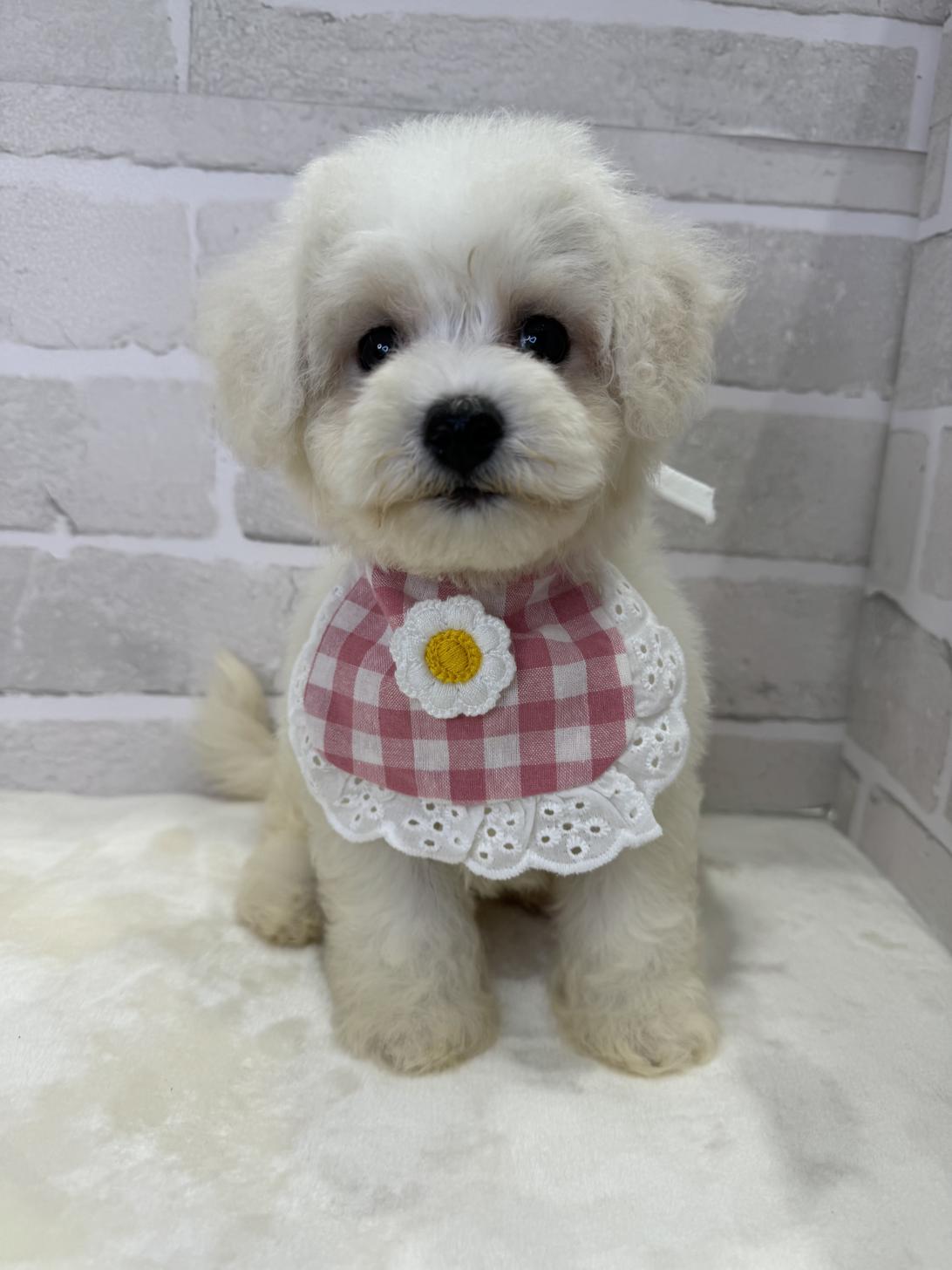 埼玉県のビションフリーゼ (PETSHOP FATIS/2024年3月9日生まれ/女の子/ホワイト)の子犬