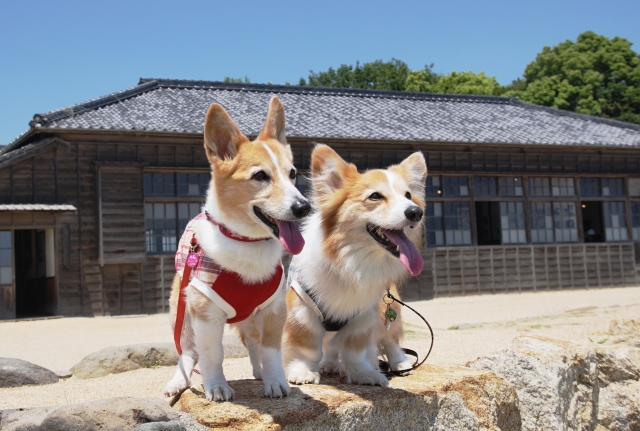 コーギーのミックス犬・雑種5選！おすすめの購入先も紹介