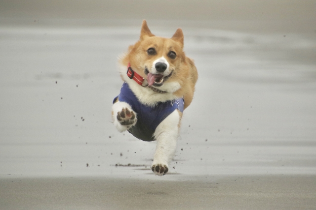 コーギーはどんな性格？飼いやすさや飼い方のポイントも紹介