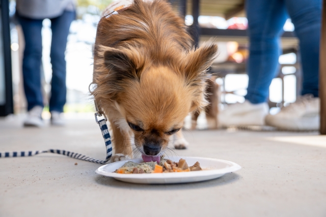犬の食べ物｜食べていいものや与えるときの注意点を解説