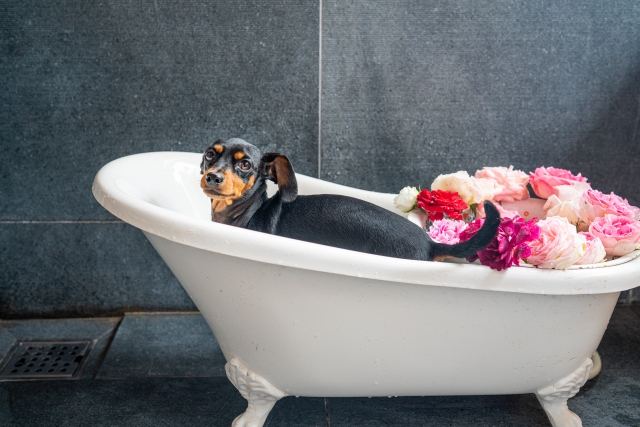 犬のお風呂の頻度はどれくらい？入れる手順や洗い方のコツも紹介