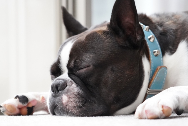 犬の睡眠時間はどれくらい？年齢や犬種による違いを解説