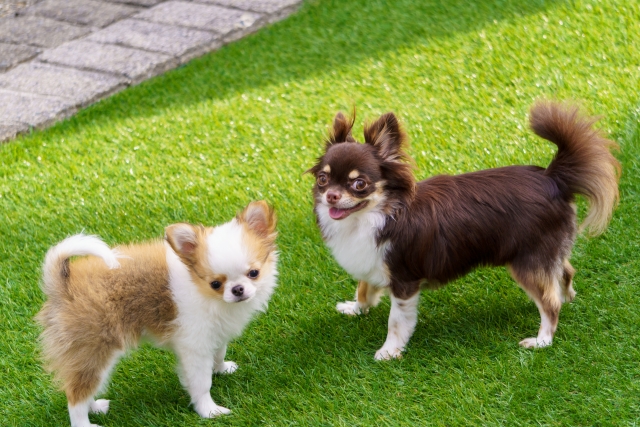 犬の社会化期とは？生活への影響やトレーニング、接し方について