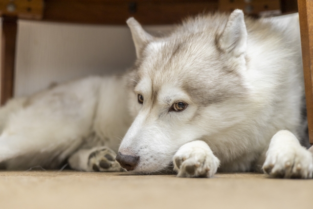 かっこいい犬19種を大きさ別で紹介！性格・特徴を比較