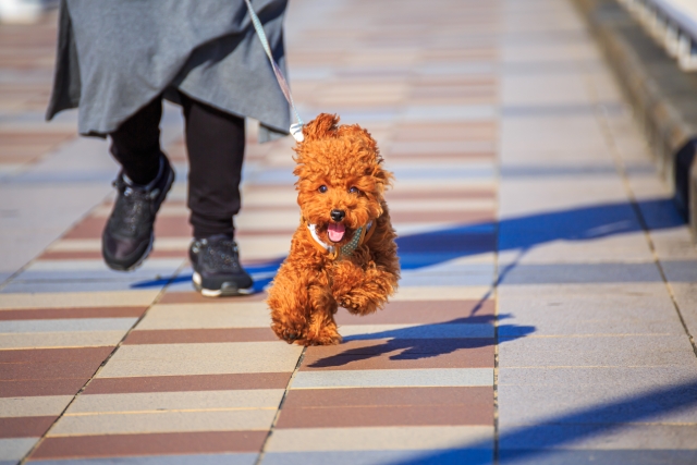 子犬のお出かけ・旅行はいつから始める？注意したいポイントは？