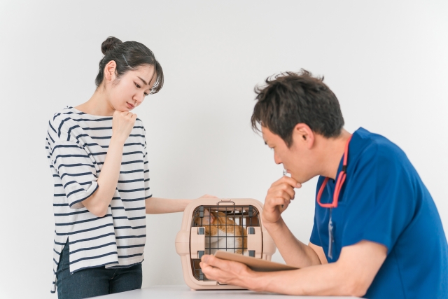 【猫の飼い方】初心者が猫を飼うための準備や知識を解説