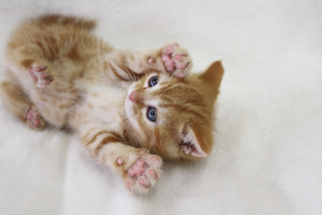 猫がかわいい理由 | かわいさゆえにやりがちな飼い主あるあるも紹介