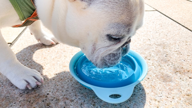 犬の飲み物｜水以外で飲めるものや与えてはいけないものを紹介