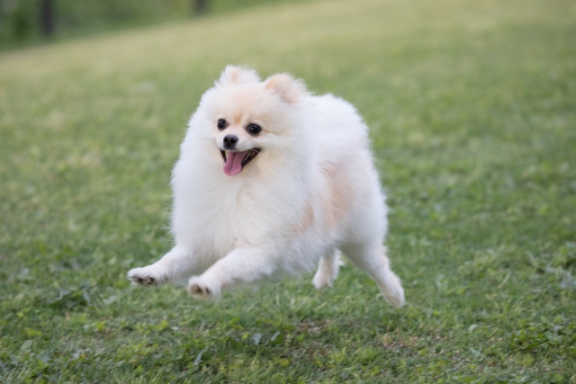 ポメラニアンの性格とは？飼いやすさや飼い方のコツも紹介