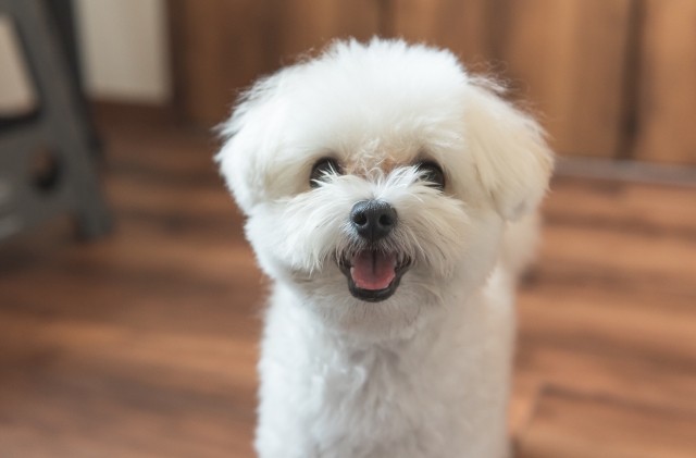 ポメラニアンのミックス犬13種類を紹介！それぞれの性格や飼い方のポイントも