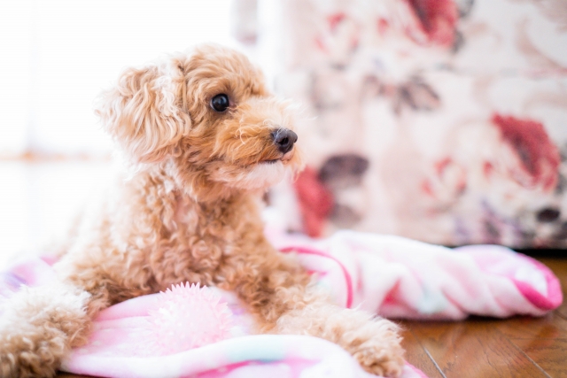 室内犬の人気ランキングTOP10｜飼いやすい犬種はどれ？
