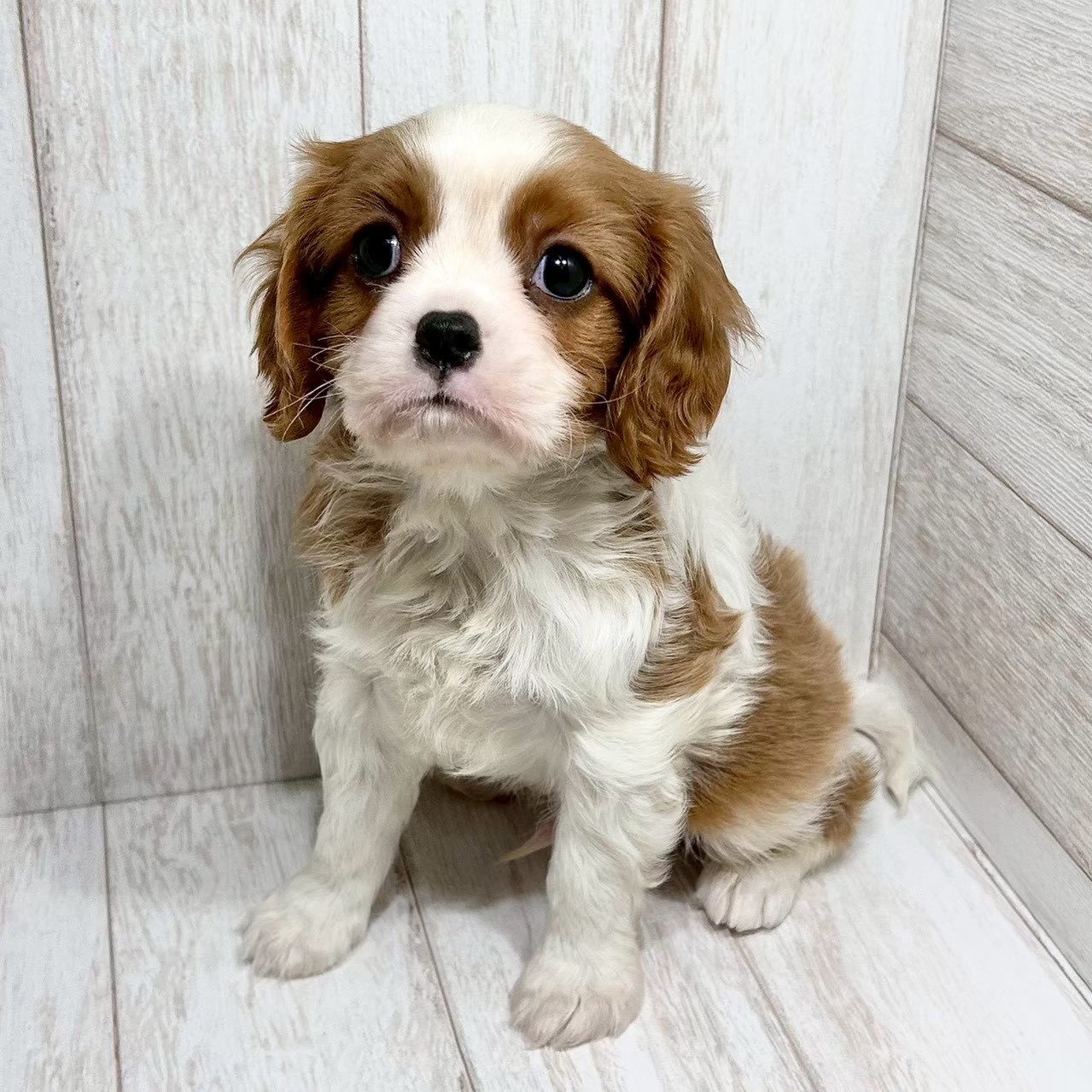 千葉県のキャバリアキングチャールズスパニエル (ペピカファミリー松戸店/2025年12月6日生まれ/男の子/ブレンハイム)の子犬