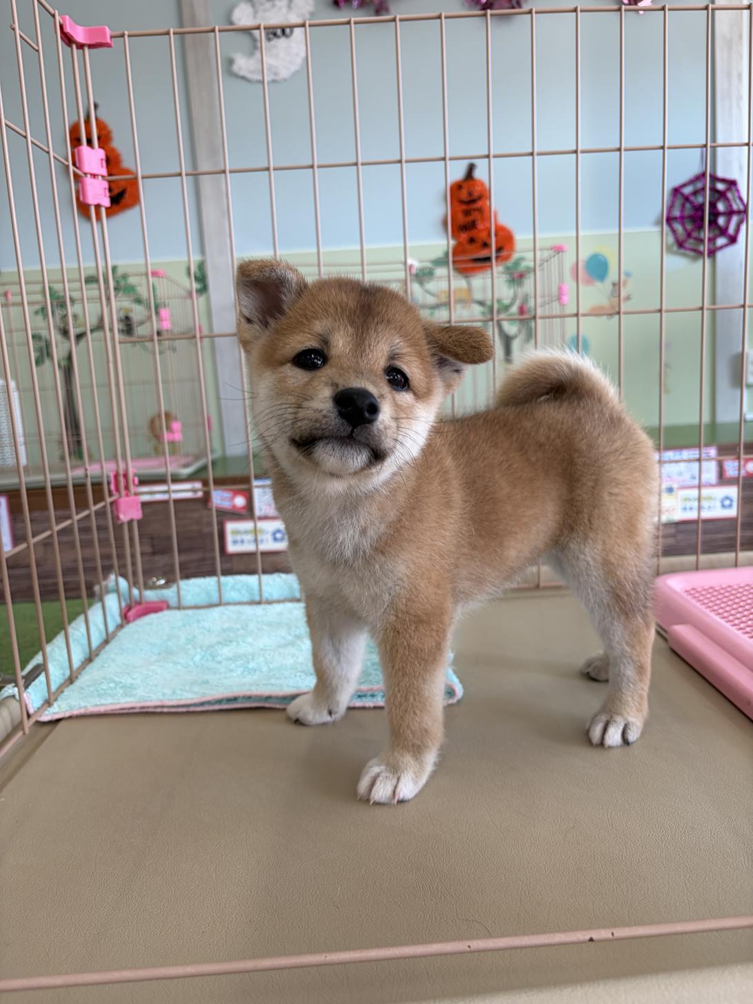愛知県の柴犬(標準サイズ) (子いぬの足あと/2026年8月16日生まれ/女の子/赤)の子犬