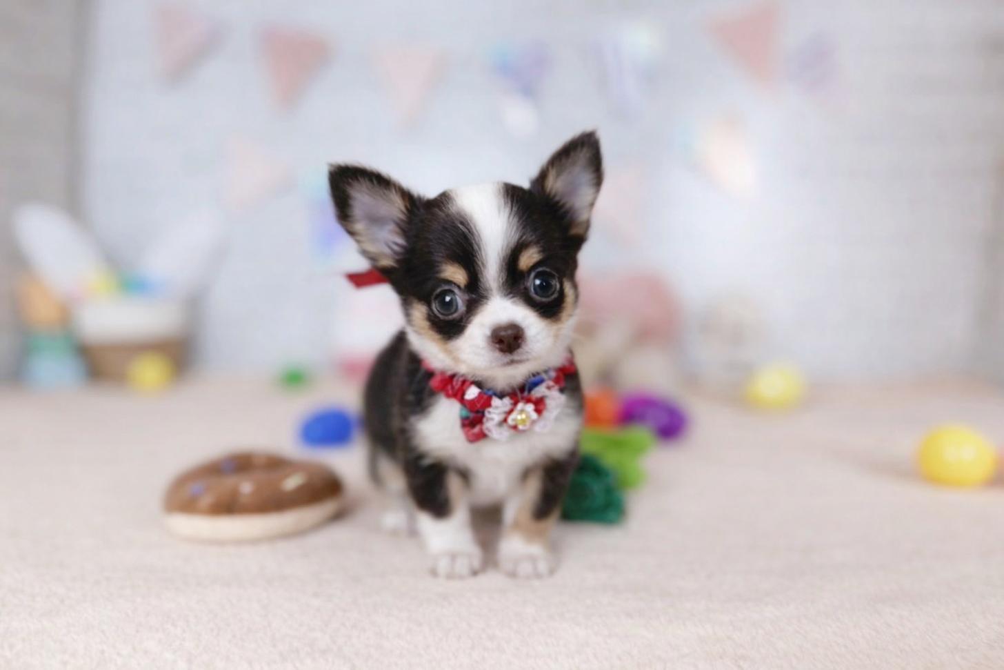 北海道のチワワ(ロング) (ペットショップだんぼ/2026年1月26日生まれ/女の子/チョコレートタンホワイト)の子犬