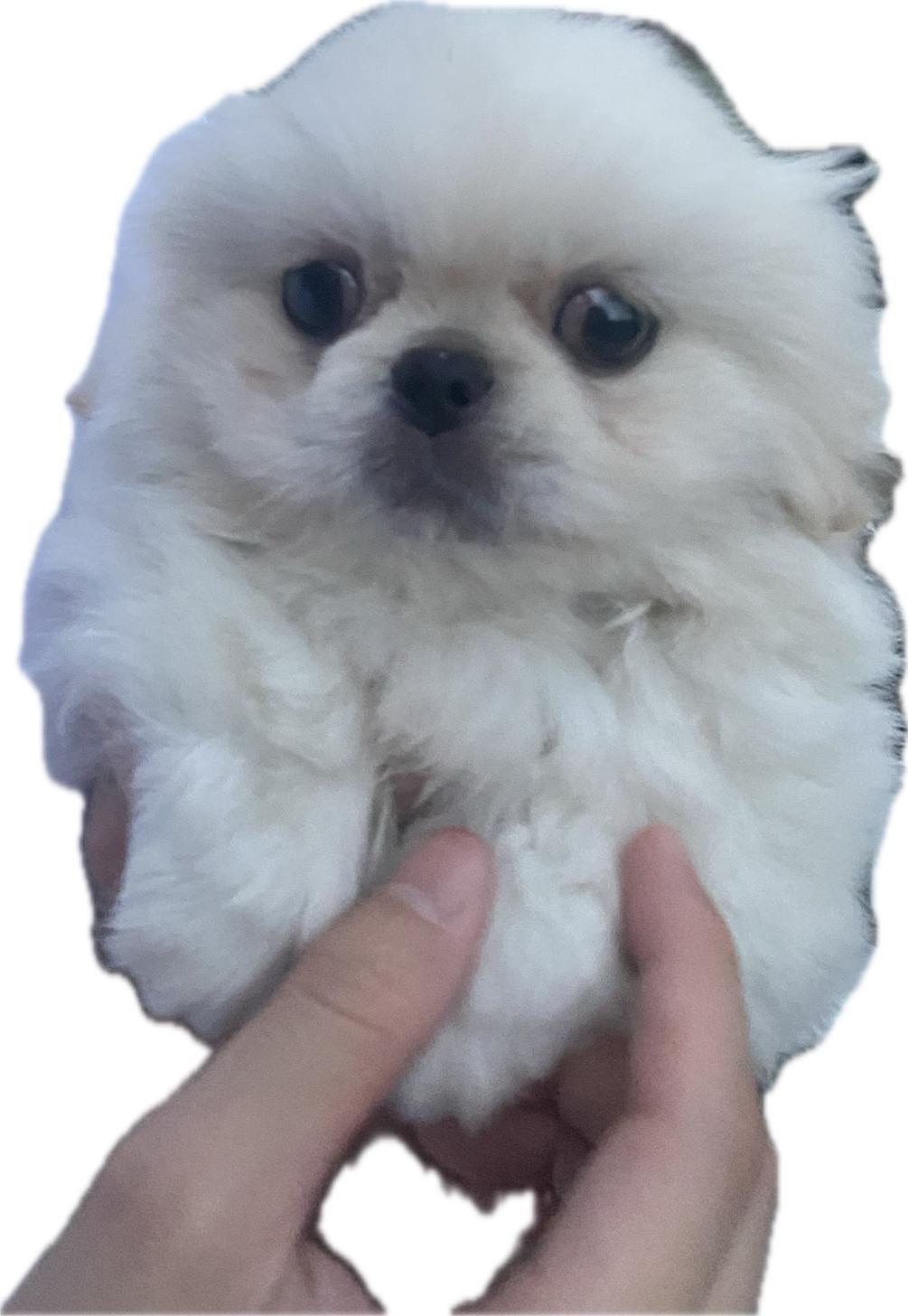 滋賀県のペキニーズ (ナカニシケンネル/2025年8月30日生まれ/男の子/ホワイト)の子犬