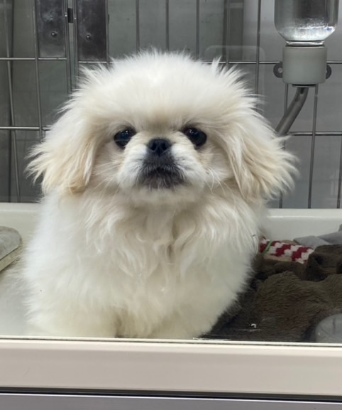 滋賀県のペキニーズ (ナカニシケンネル/2025年7月27日生まれ/男の子/ホワイト)の子犬の1枚目の画像