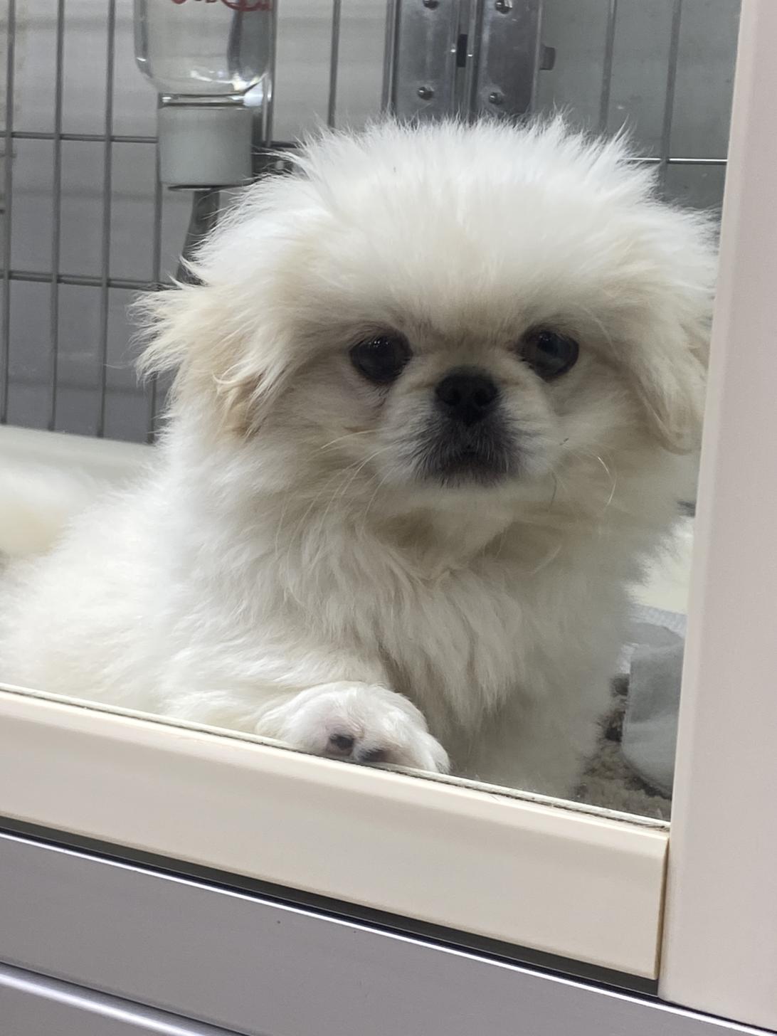 滋賀県のペキニーズ (ナカニシケンネル/2025年7月27日生まれ/男の子/ホワイト)の子犬の2枚目の画像