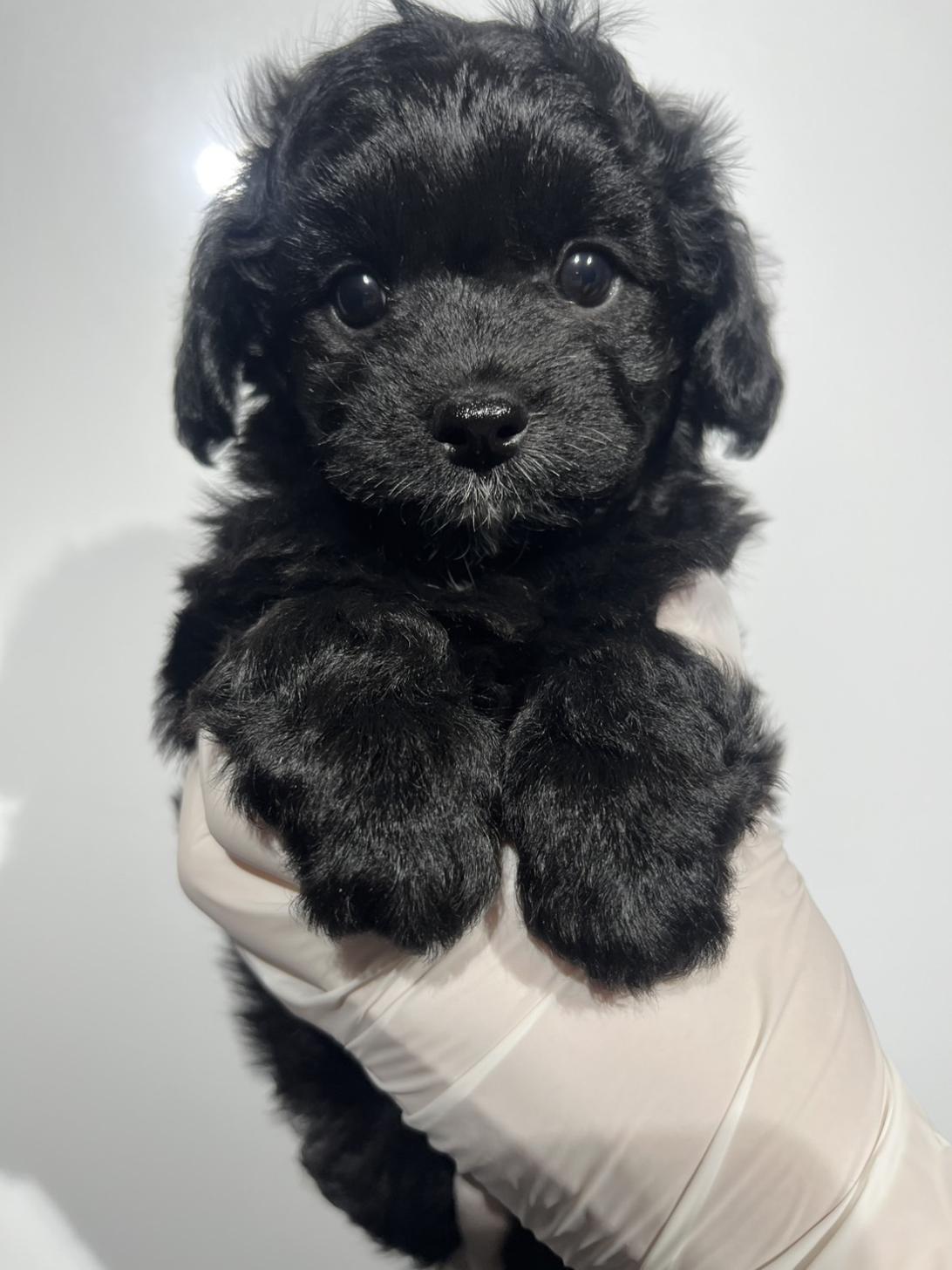 埼玉県のチワプー/プーチー(チワワ×プードル) (ペッツスマイル南中野店/2025年10月13日生まれ/男の子/ブラック)の子犬の1枚目の画像