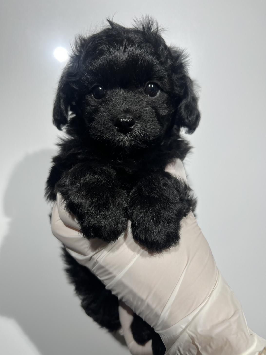 埼玉県のチワプー/プーチー(チワワ×プードル) (ペッツスマイル南中野店/2025年10月13日生まれ/男の子/ブラック)の子犬の2枚目の画像