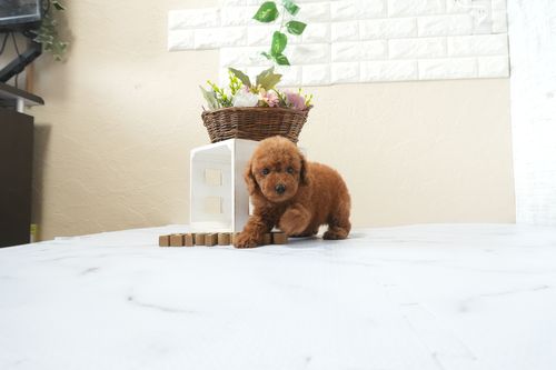 滋賀県のトイプードル(トイ) (いっぷく湖南店/2026年3月28日生まれ/男の子/レッドフォーン)の子犬の3枚目の画像