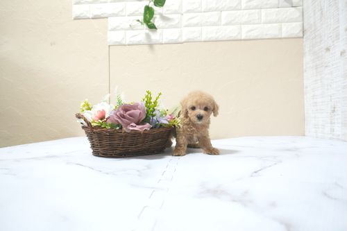 滋賀県のトイプードル(タイニー) (いっぷく湖南店/2025年11月10日生まれ/男の子/オレンジフォーン)の子犬の2枚目の画像