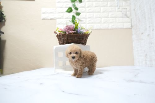 滋賀県のトイプードル(タイニー) (いっぷく湖南店/2025年11月10日生まれ/男の子/オレンジフォーン)の子犬の3枚目の画像