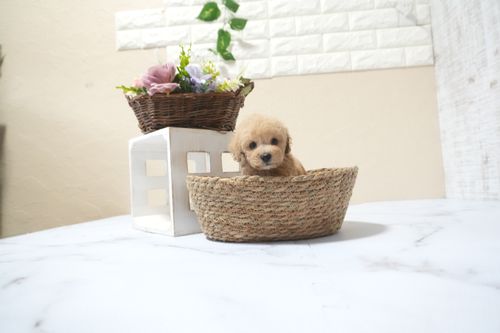 滋賀県のトイプードル(タイニー) (いっぷく湖南店/2025年11月10日生まれ/男の子/オレンジフォーン)の子犬の4枚目の画像