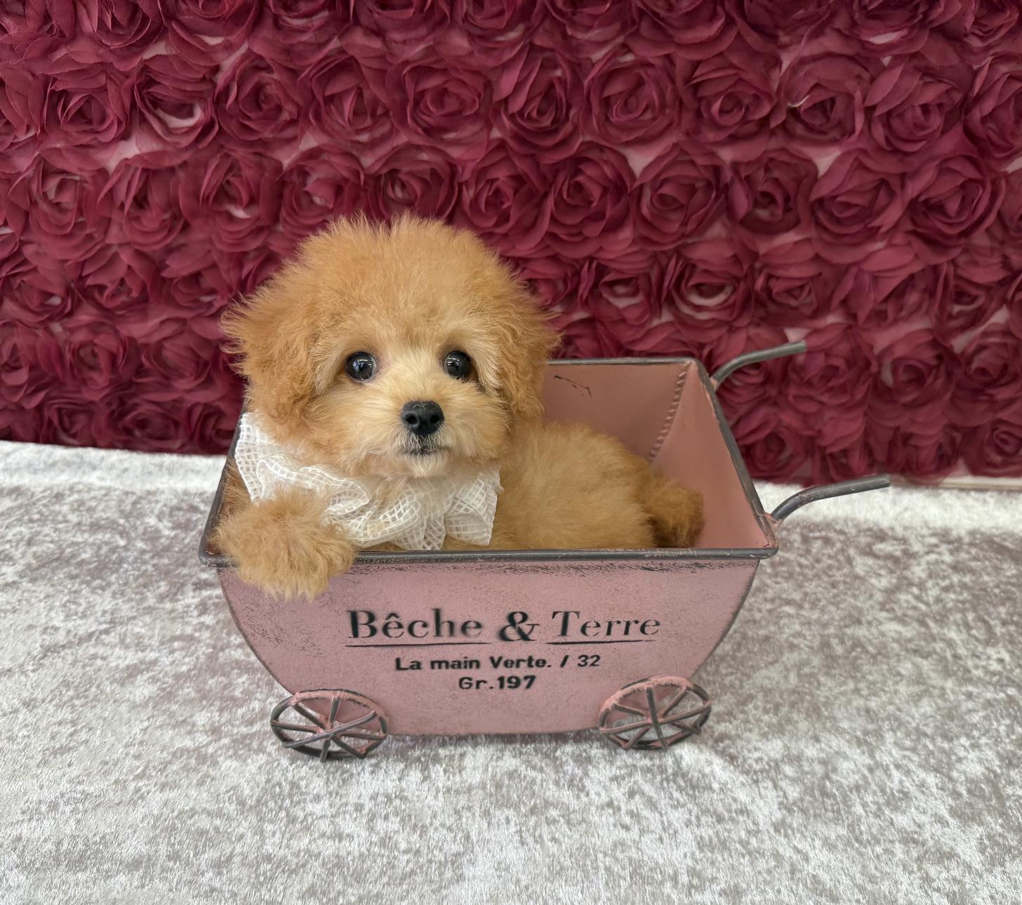 大阪府のトイプードル(タイニー) (ぱぴぷぺっと大阪店/2025年8月19日生まれ/女の子/アプリコット)の子犬の1枚目の画像