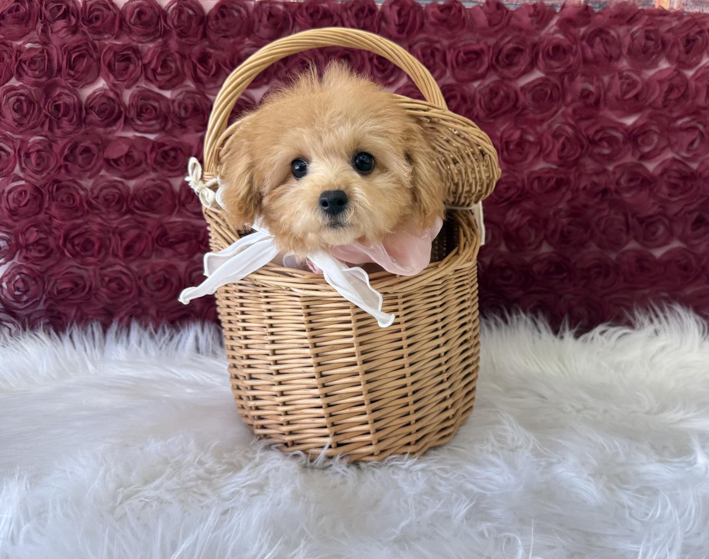 大阪府のトイプードル(タイニー) (ぱぴぷぺっと大阪店/2025年8月19日生まれ/女の子/アプリコット)の子犬の1枚目の画像