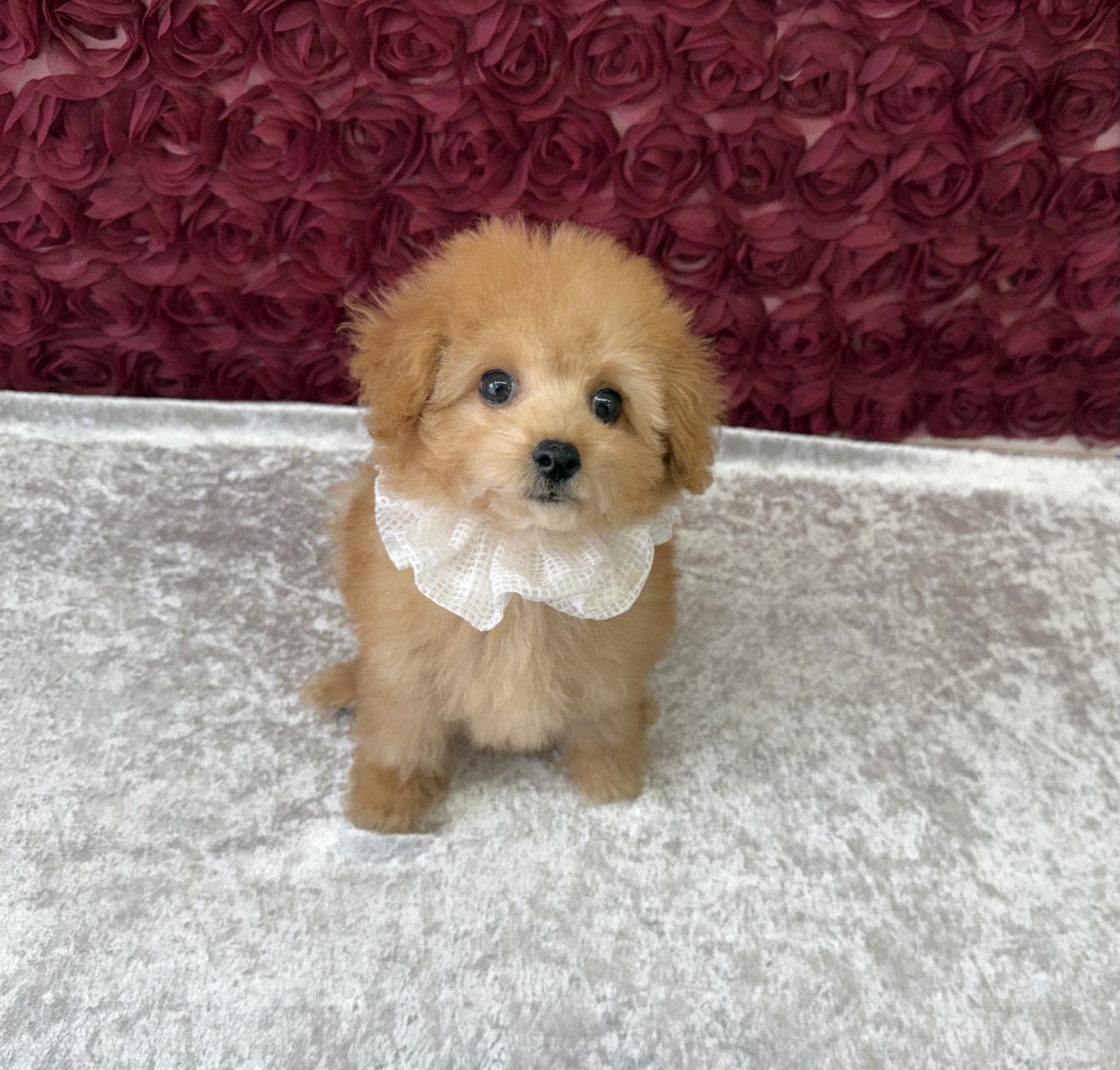大阪府のトイプードル(タイニー) (ぱぴぷぺっと大阪店/2025年8月19日生まれ/女の子/アプリコット)の子犬の2枚目の画像