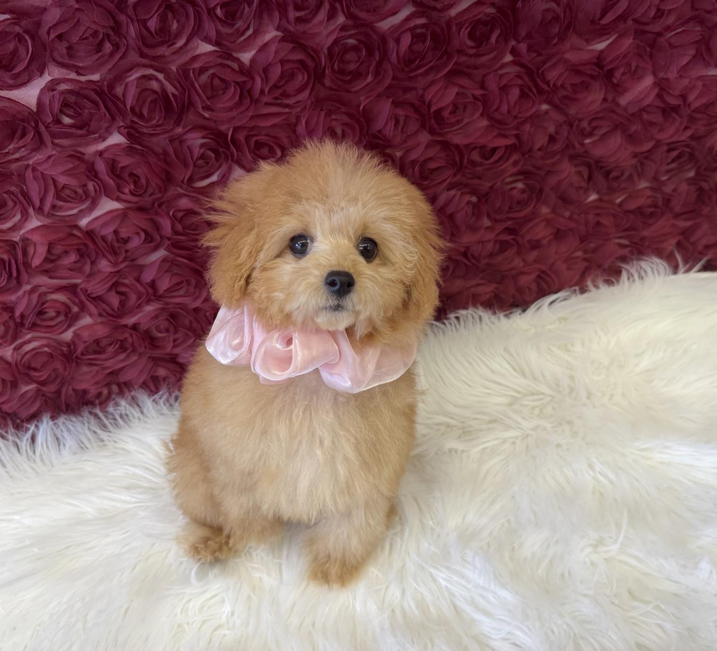 大阪府のトイプードル(タイニー) (ぱぴぷぺっと大阪店/2025年8月19日生まれ/女の子/アプリコット)の子犬の2枚目の画像