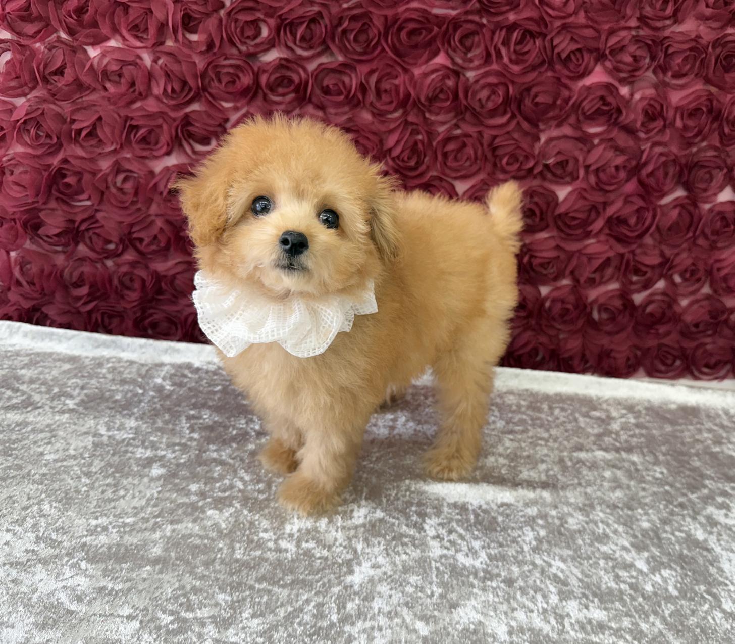 大阪府のトイプードル(タイニー) (ぱぴぷぺっと大阪店/2025年8月19日生まれ/女の子/アプリコット)の子犬の3枚目の画像