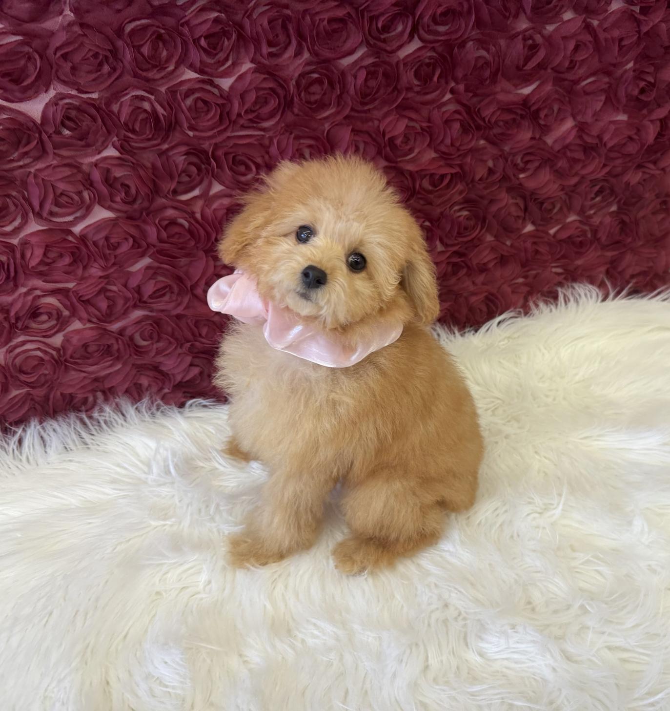 大阪府のトイプードル(タイニー) (ぱぴぷぺっと大阪店/2025年8月19日生まれ/女の子/アプリコット)の子犬の3枚目の画像