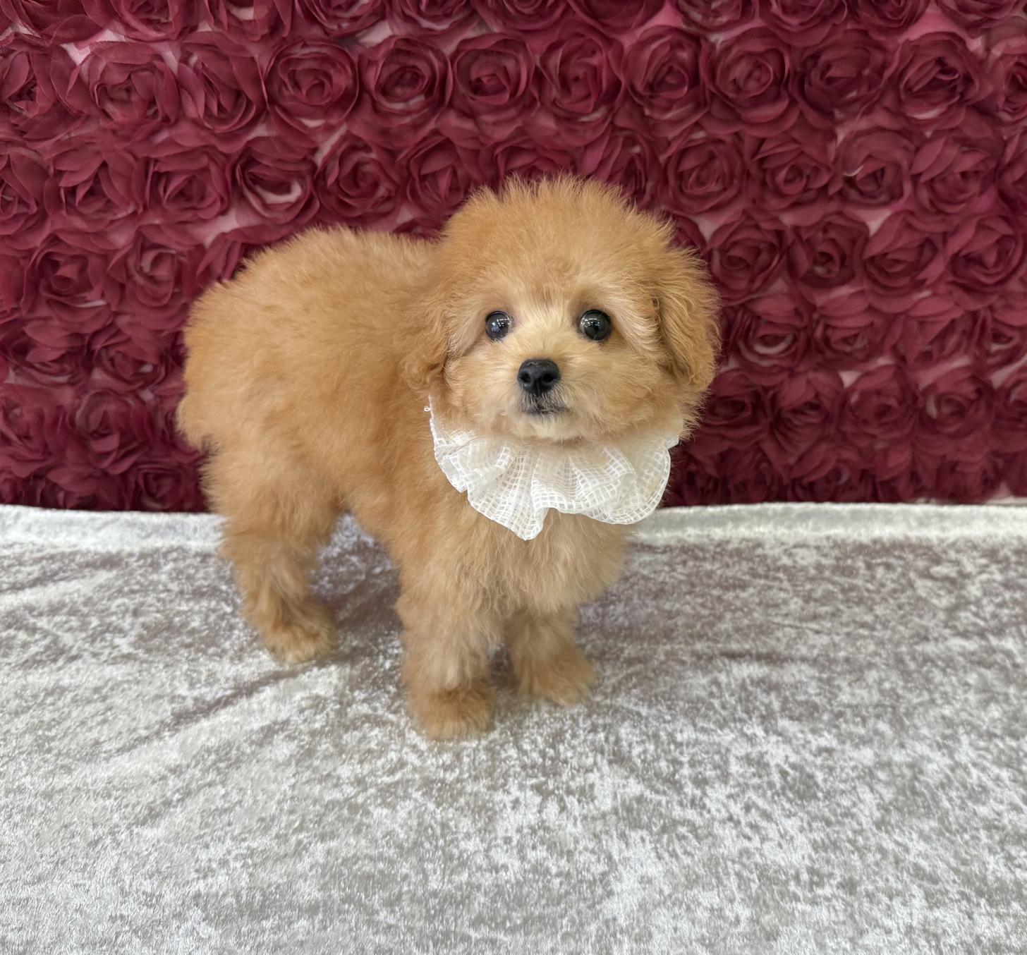 大阪府のトイプードル(タイニー) (ぱぴぷぺっと大阪店/2025年8月19日生まれ/女の子/アプリコット)の子犬の4枚目の画像