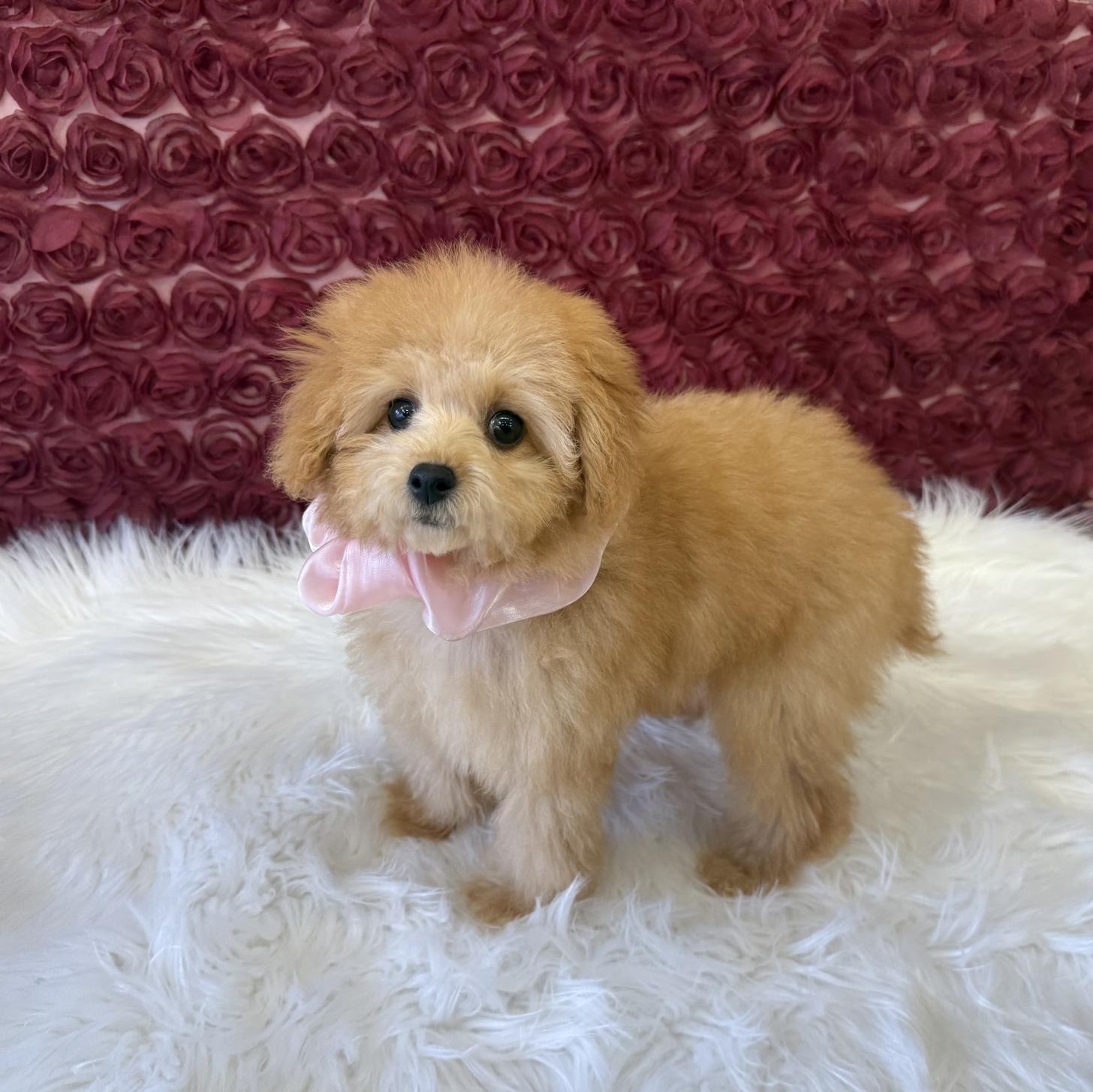 大阪府のトイプードル(タイニー) (ぱぴぷぺっと大阪店/2025年8月19日生まれ/女の子/アプリコット)の子犬の4枚目の画像