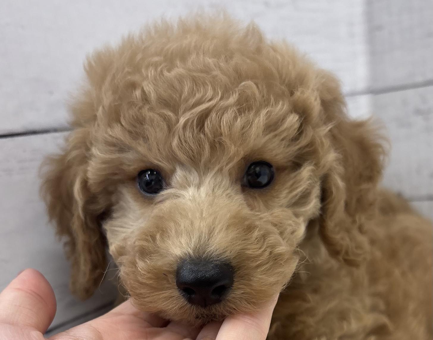千葉県のトイプードル(トイ) (ペッツワン佐倉店/2026年4月23日生まれ/男の子/レッド)の子犬の1枚目の画像