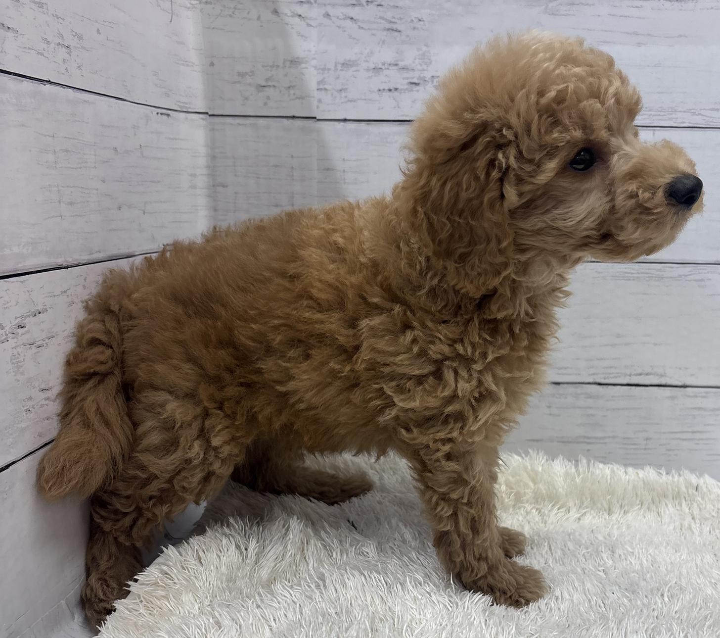 千葉県のトイプードル(トイ) (ペッツワン佐倉店/2026年4月23日生まれ/男の子/レッド)の子犬の2枚目の画像