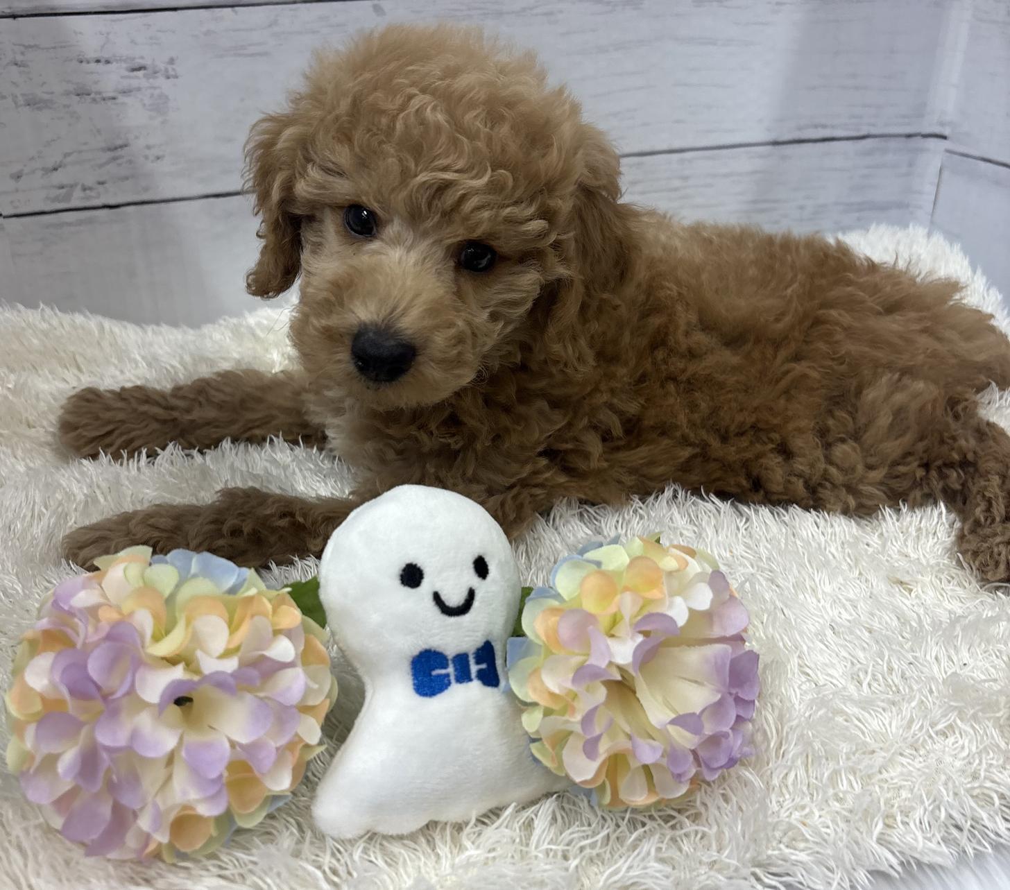 千葉県のトイプードル(トイ) (ペッツワン佐倉店/2026年4月23日生まれ/男の子/レッド)の子犬の3枚目の画像