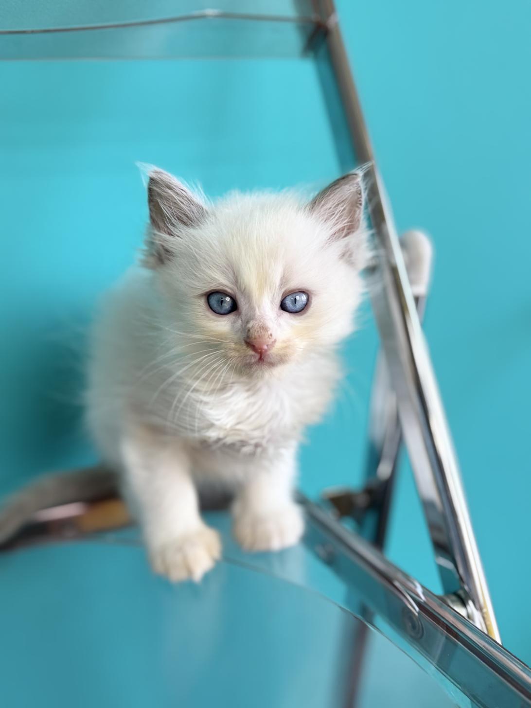 埼玉県のラグドール (ペッツスマイル加須インター店/2026年6月2日生まれ/男の子/ブルーポイントバイカラー)の子猫の1枚目の画像