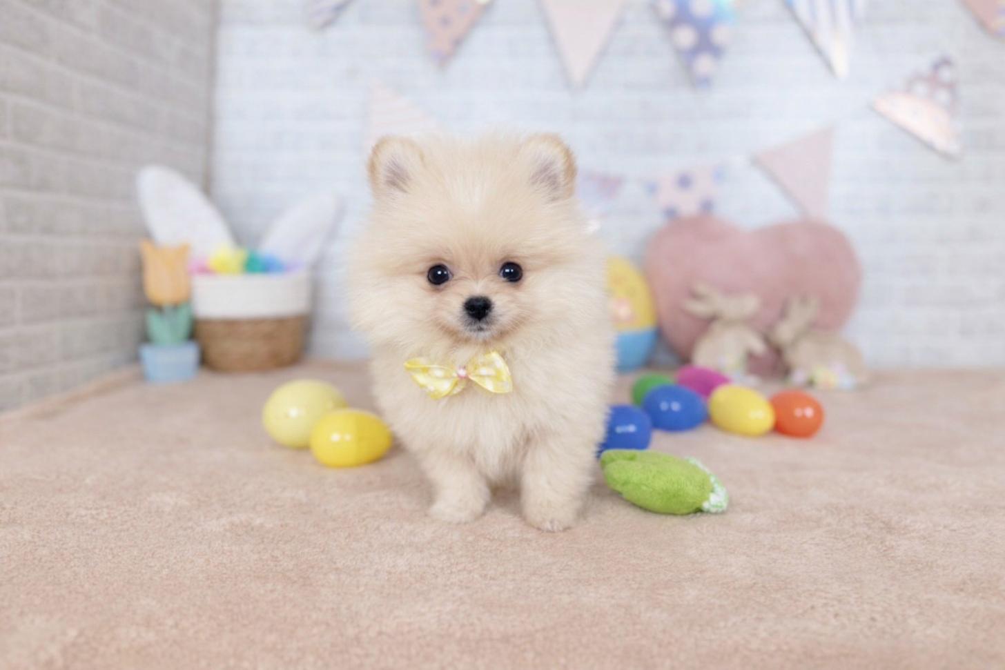 北海道のポメラニアン (ペットショップだんぼ/2026年1月12日生まれ/女の子/クリーム)の子犬の1枚目の画像