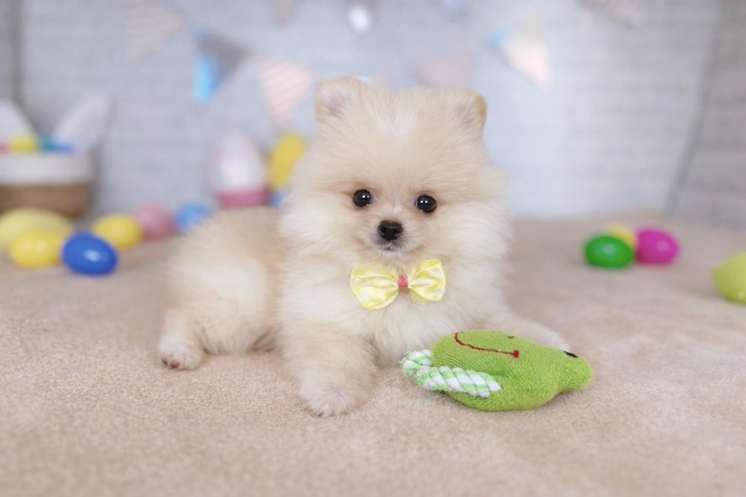 北海道のポメラニアン (ペットショップだんぼ/2026年1月12日生まれ/女の子/クリーム)の子犬の2枚目の画像