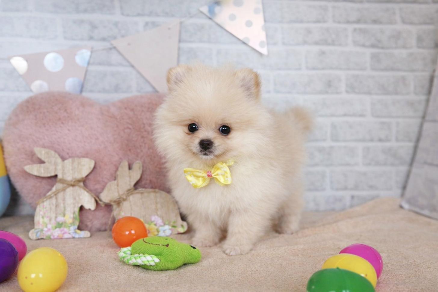 北海道のポメラニアン (ペットショップだんぼ/2026年1月12日生まれ/女の子/クリーム)の子犬の3枚目の画像