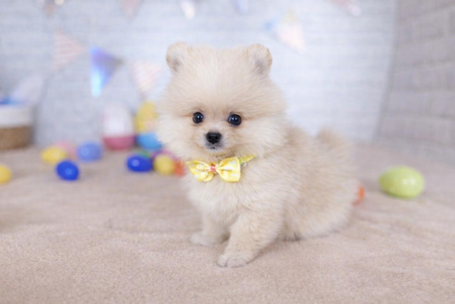 北海道のポメラニアン (ペットショップだんぼ/2026年1月12日生まれ/女の子/クリーム)の子犬の4枚目の画像