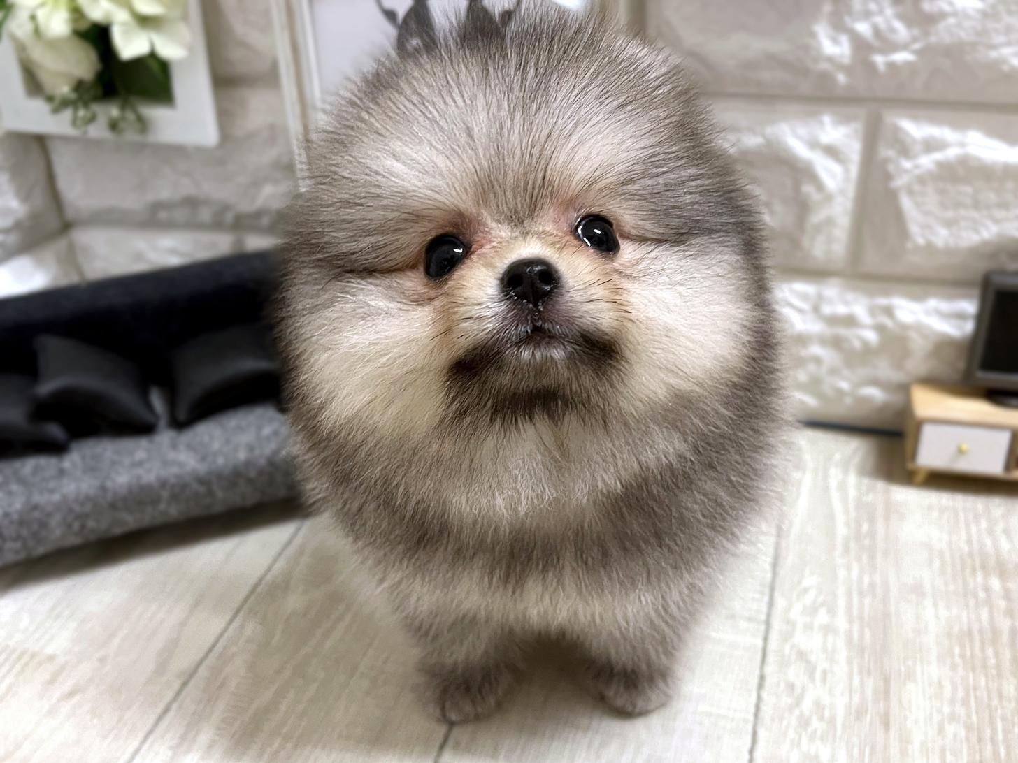 和歌山県のポメラニアン (DOGMAN和歌山店/2026年4月25日生まれ/女の子/ウルフセーブル)の子犬の1枚目の画像