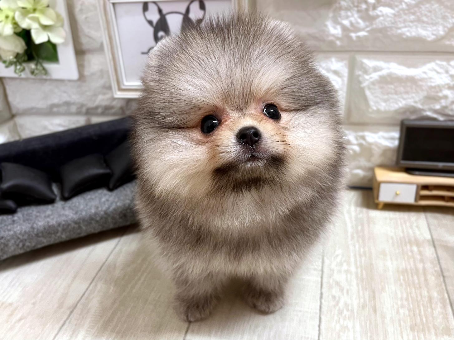 和歌山県のポメラニアン (DOGMAN和歌山店/2026年4月25日生まれ/女の子/ウルフセーブル)の子犬の2枚目の画像