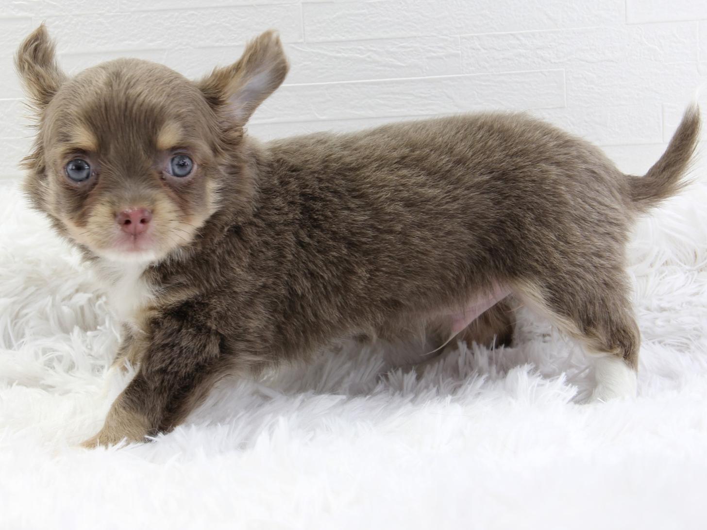 愛知県のチワワ(ロング) (猫福家 名古屋南店/2025年5月13日生まれ/男の子/イザベラクリームタン)の子犬の1枚目の画像