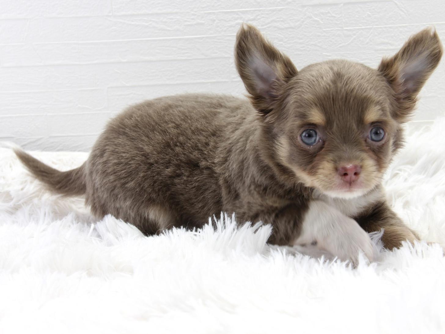 愛知県のチワワ(ロング) (猫福家 名古屋南店/2025年5月13日生まれ/男の子/イザベラクリームタン)の子犬の2枚目の画像