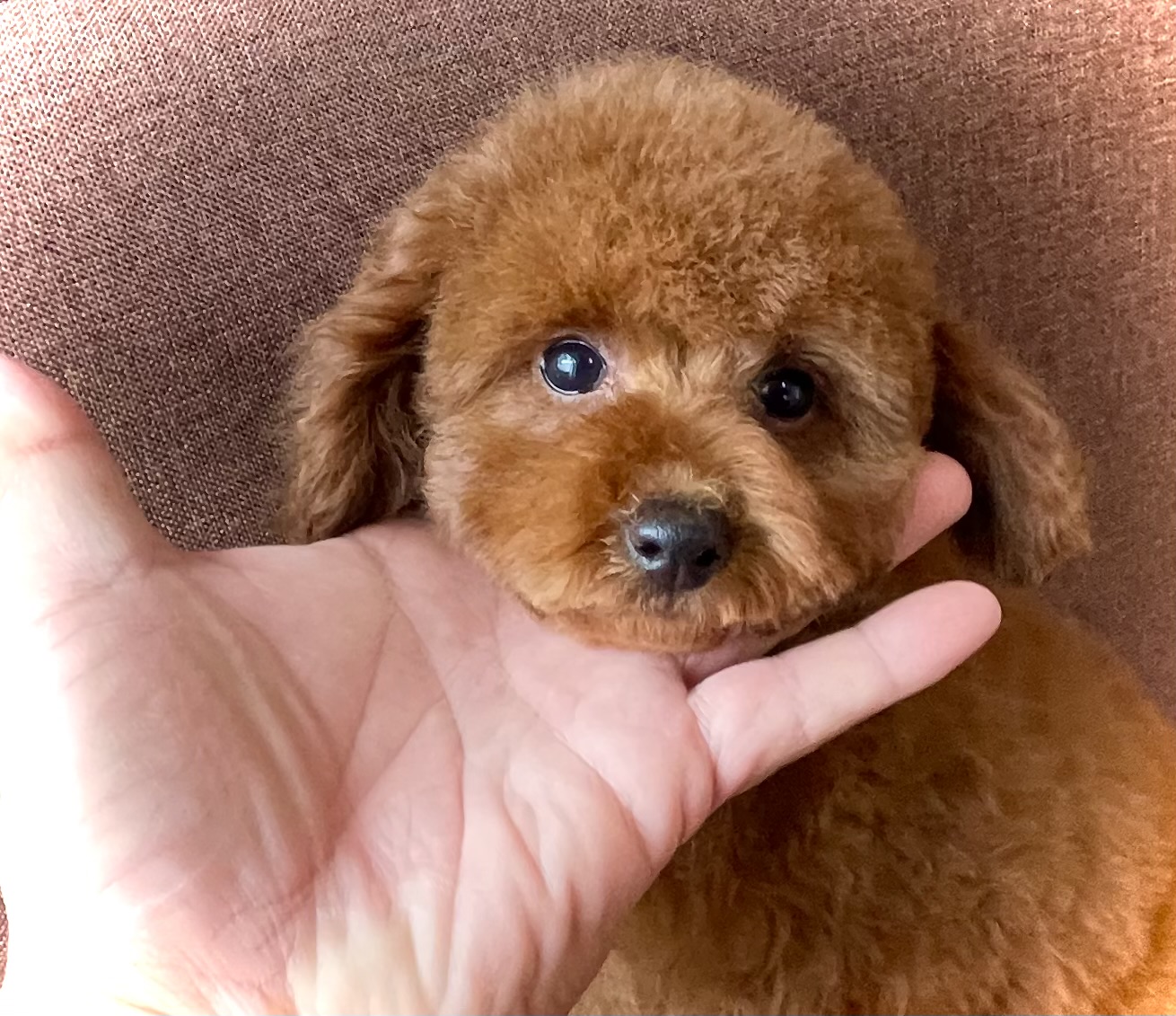 神奈川県のティーカッププードル (Puppyカフェ/2024年12月14日生まれ/女の子/レッド)の子犬