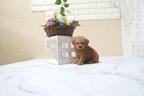 滋賀県のトイプードル(タイニー) (いっぷく湖南店/2025年11月10日生まれ/女の子/レッドフォーン)の子犬の1枚目の画像