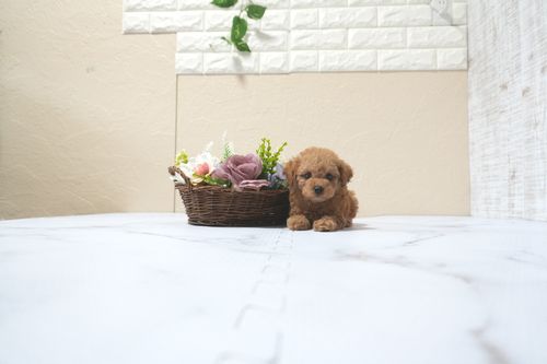 滋賀県のトイプードル(タイニー) (いっぷく湖南店/2025年11月10日生まれ/女の子/レッドフォーン)の子犬の2枚目の画像